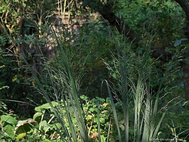 Panicum virgatum Northwind