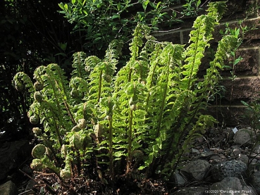 3 x Japanischer Glanzschild-Farn, Polystichum polyblepharum, wintergrün - Tb 9