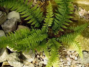 Polystichum polyblepharum