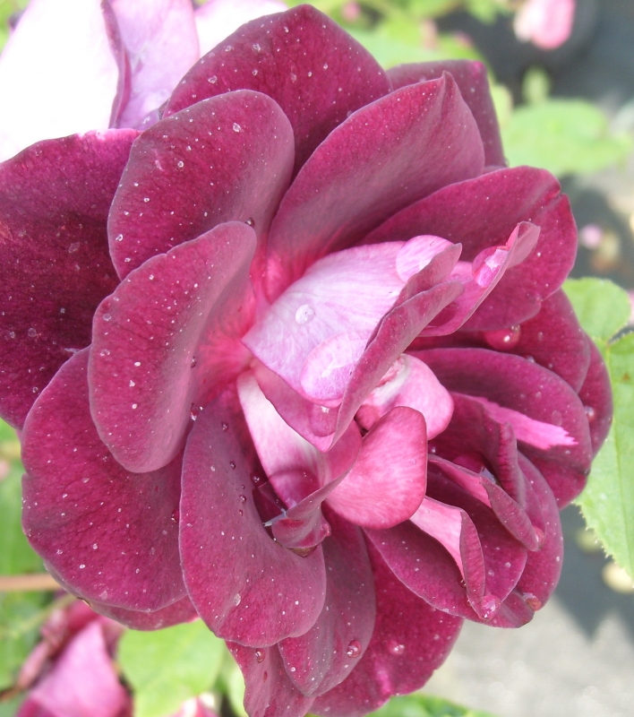 Beetrose  Burgundy Ice ®  Prose ®, Swane , 1998, Co. 5 L