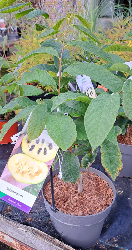 Indianerbanane Sunflower, selbstfruchtend, 50-60 cm hoch, Co. 5 L