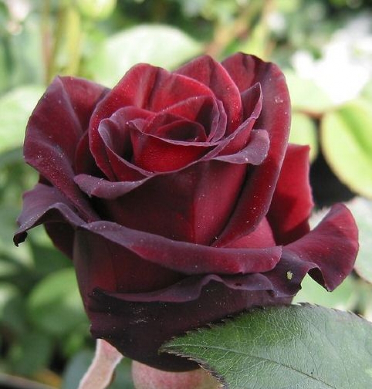 black baccara