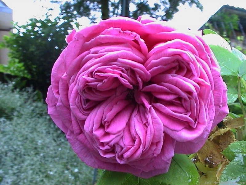 Historische Kletterrose  Madame Isaac Pereire , 1881  - Co. 5 L