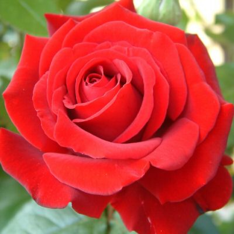 Edelrose Ingrid Bergman ®  Poulman ® , Poulsen , 1984 - Co. 5 L