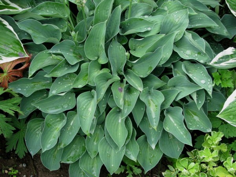 Funkie / Hosta Blue Cadet, Zwerg-Funkie, Tb 11