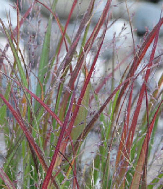Purpur-Rutenhirse Shenandoah, Herbstfärbung, Tb 9