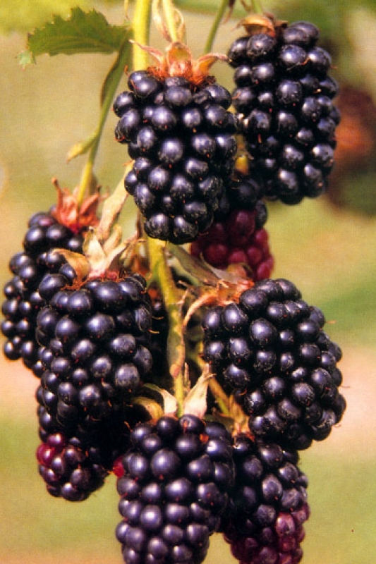 Brombeere Loch Ness ® / NESSY ® - dornenlos -  Co. 2 L