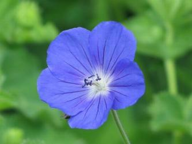 Storchschnabel Brookside - leuchtend blau - TB 9