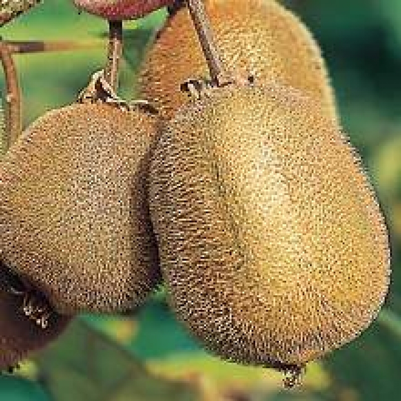 Kiwi Renact ® Solissimo ® - großfruchtig und selbstfruchtend - Co. 2 L