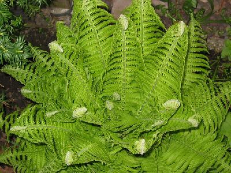 Straußen-Farn / Becher-Farn / Trichter-Farn - Tb 9