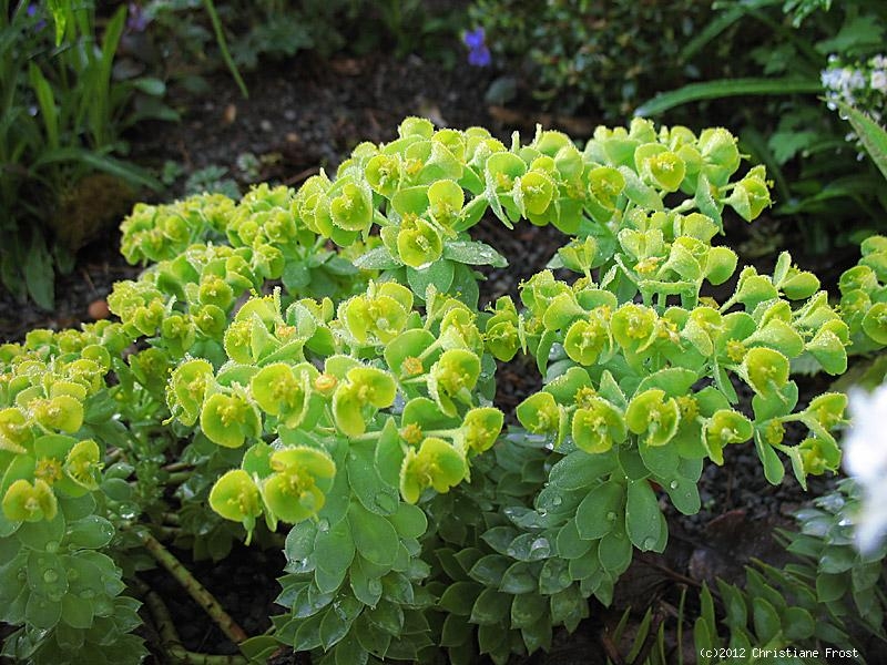 Walzenwolfsmilch, dickfleischig, ungewöhnlich, Tb 9