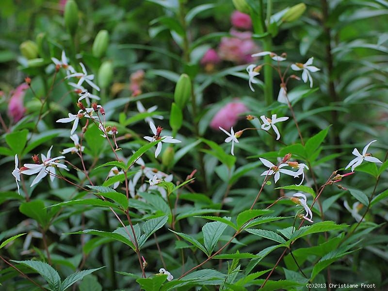 3 x Dreiblattspiere - orangegelbe Herbstfärbung - Tb 9