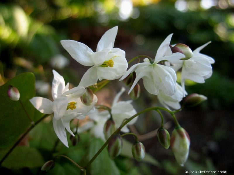 Zierliche Elfenblume Niveum - weiß - Tb 9