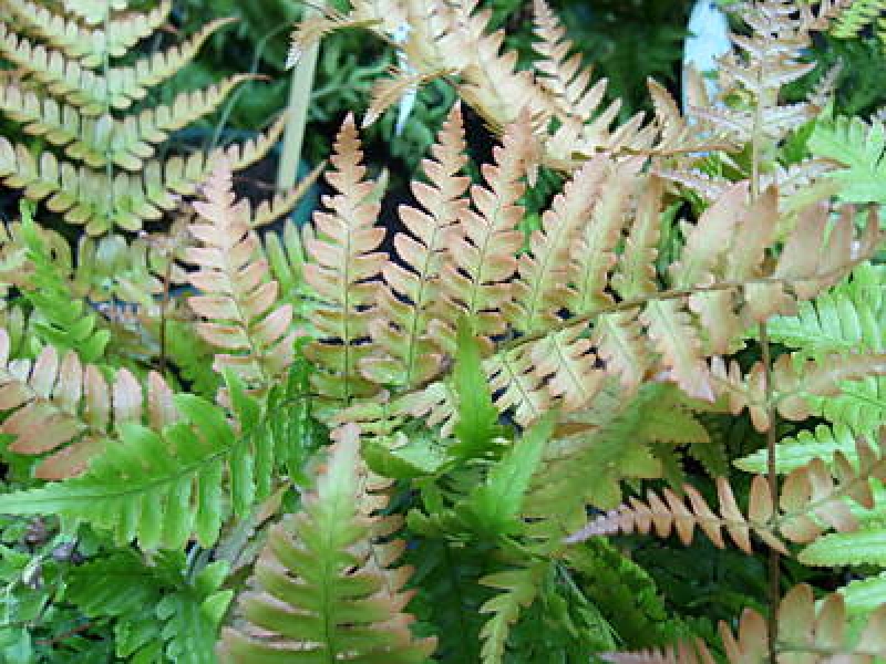3 x Rotschleier-Farn, wintergrün, roter Austrieb, Tb 9