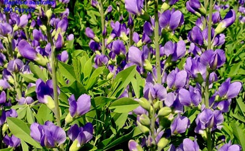 Färberhülse, Indigolupine, Bienenweide, Co. 2,7 L