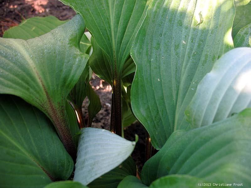 Funkie / Hosta Red October, rotstielig, Co. 3 L