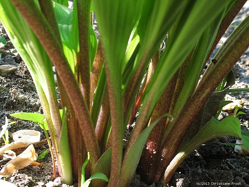 Funkie / Hosta Red October, rotstielig, Co. 3 L