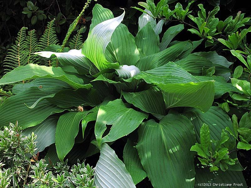 Funkie / Hosta Red October, rotstielig, Co. 3 L