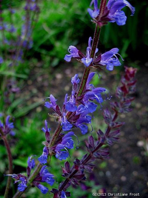 Zier-Salbei Mainacht, nachtblau, Bienenweide - Co. 2 L