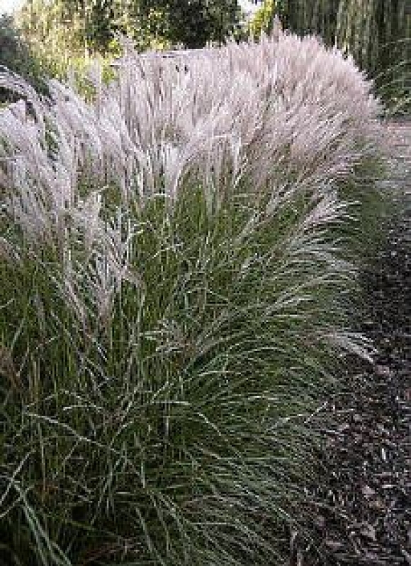 Garten-Chinaschilf Kleine Silberspinne , Co. 5 L