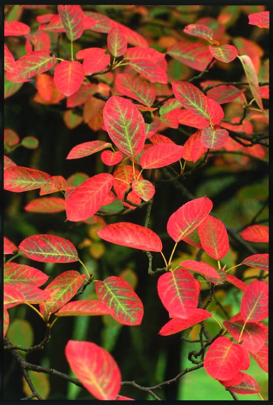 Felsenbirne - schöne Herbstfärbung - 50-60 cm - Co. 3,5 L