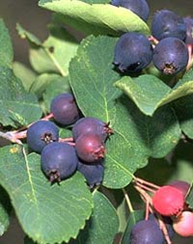 Felsenbirne - schöne Herbstfärbung - 50-60 cm - Co. 3,5 L