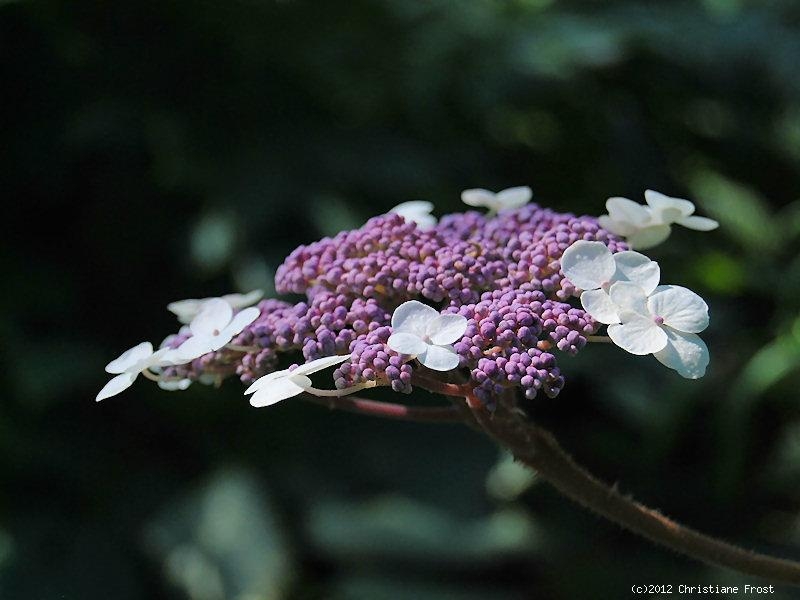 Samt-Hortensie Macrophylla - für schattige Plätze - 30-40 cm hoch - Co. 3 L