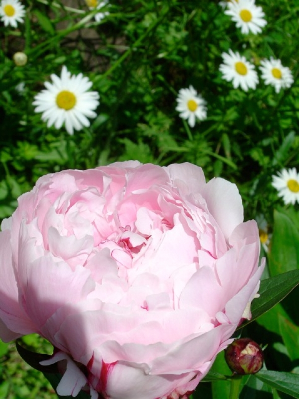 Edel-Pfingstrose Sarah Bernhardt , rosa, gefüllt, Tb 11