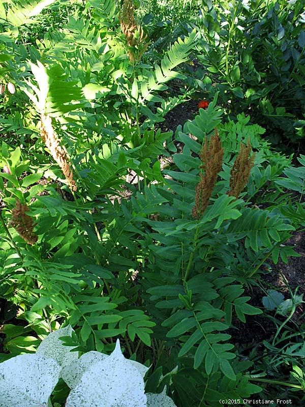 3 x Königs-Farn - Osmunda regalis - TB 9