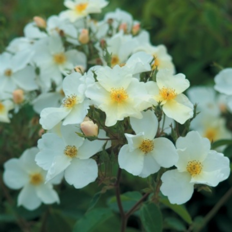 Englische Rose Kew Gardens