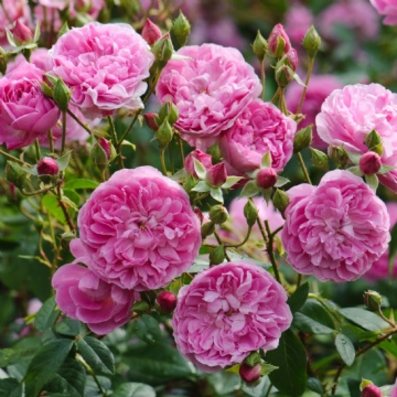Englische Rose Harlow Carr ® , Aushouse ® David Austin , 2005 - Co 5 L