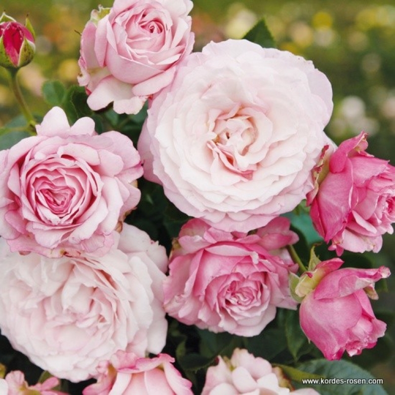 Strauchrose Rosenfaszination ®, Kordes, 2013 / Schultheis, 2011 - ADR-Rose, Co. 5 L