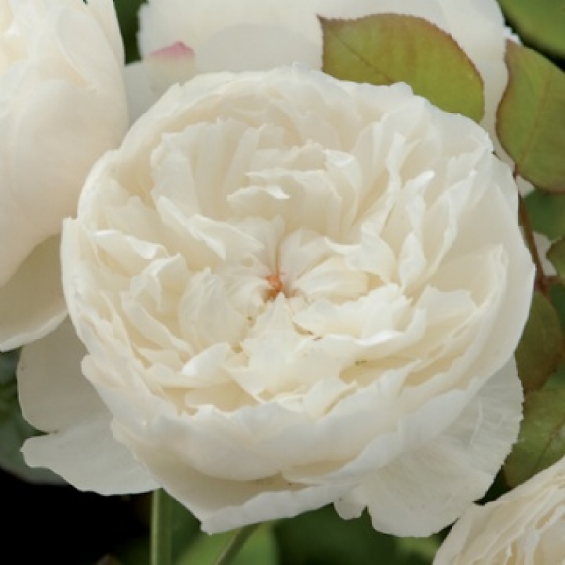 William and Catherine