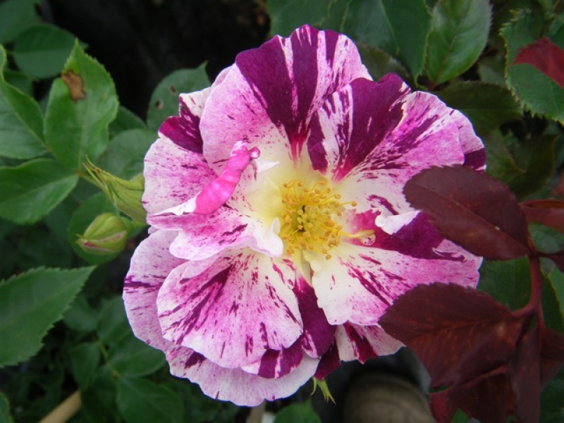 Kletterrose Purple Splash ® Wekspitrib ® Carruth, 2009, Co. 5 L