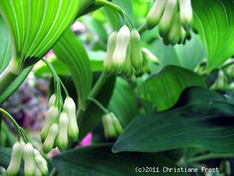 Vielblütiger Salomonsiegel - Polygonatum multiflorum - Co. 1,5 L