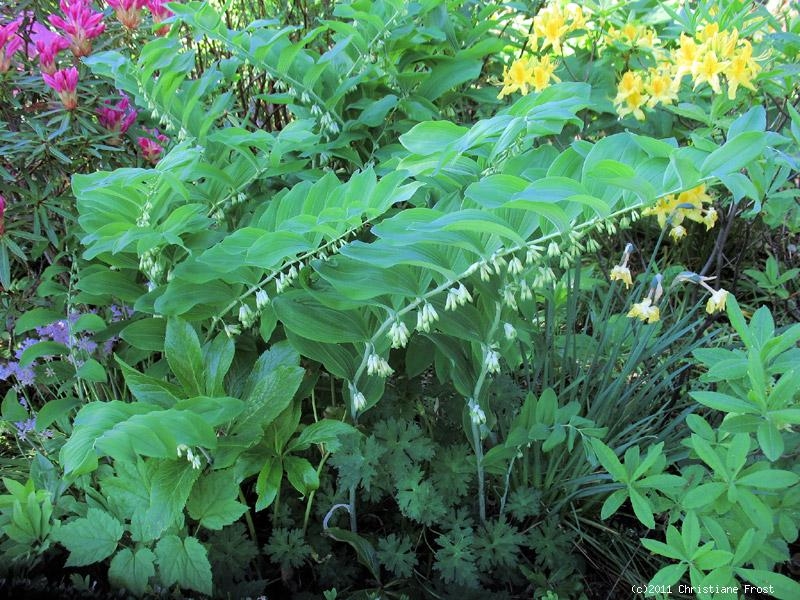 Vielblütiger Salomonsiegel - Polygonatum multiflorum - Co. 1,5 L