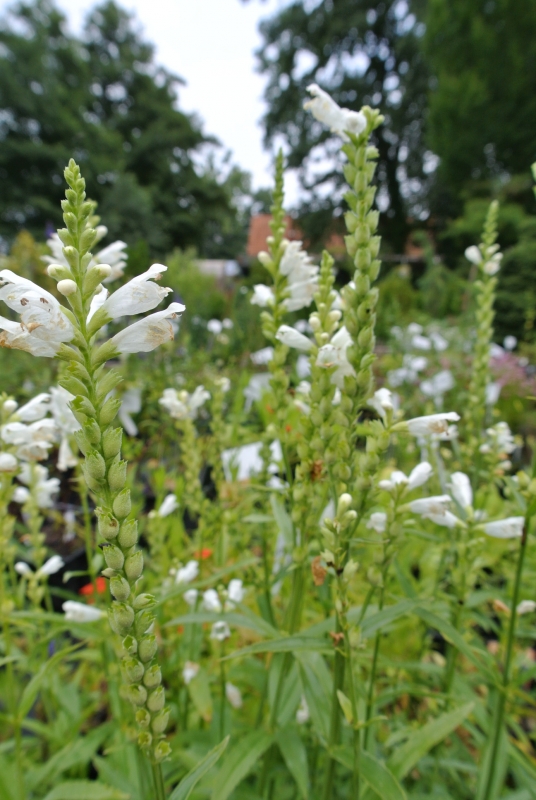 Weiße Gelenkblume / Etagenerika Summer Snow - Co. 2 L