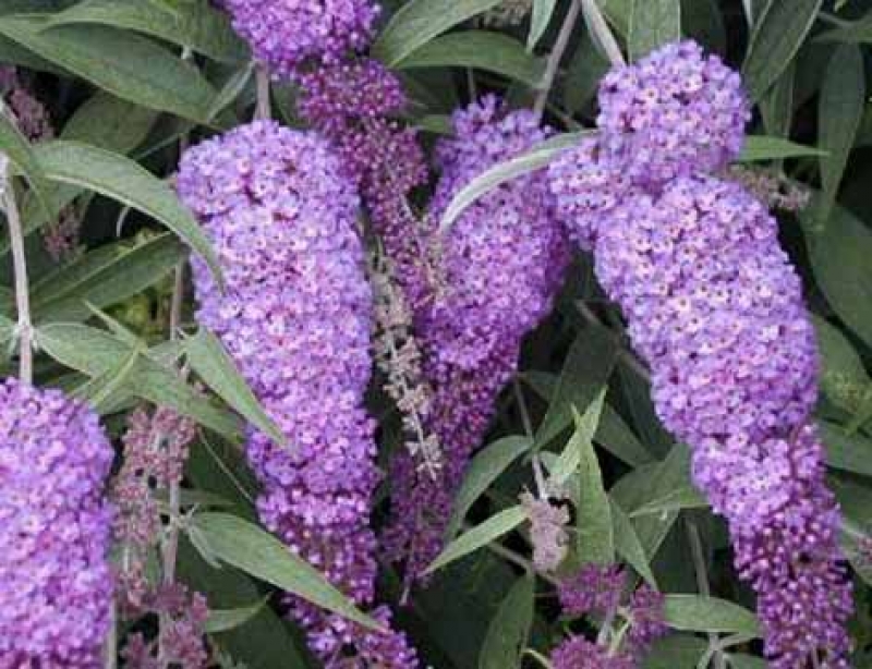 Sommerflieder Nanho Blue - lavendelblau -  Co. 3 L