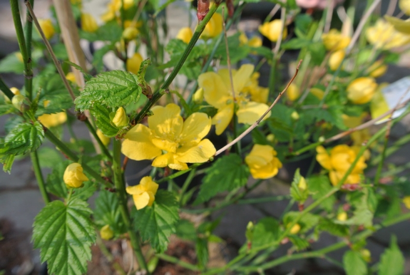 Ranunkelstrauch Golden Guinea - große, offene Blüten, 40-50 cm - Co. 5 L