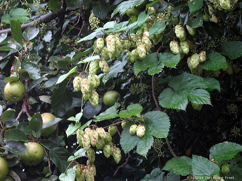 Hopfen - Humulus lupulus - Schlingpflanze - Co. 3 L