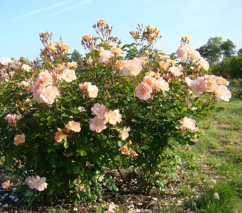 Strauchrose Absolument Claude ®, Lens Roses, 2016 - Co. 7,5 L
