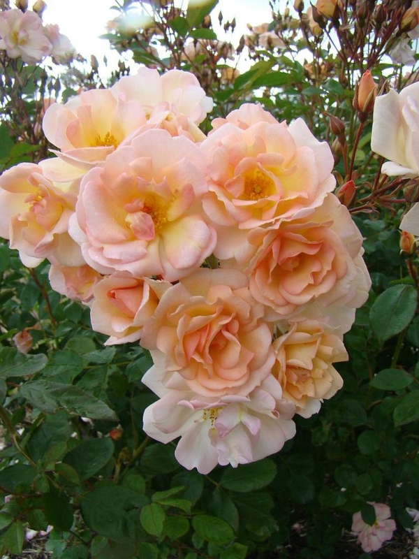 Strauchrose Absolument Claude ®, Lens Roses, 2016 - Co. 7,5 L