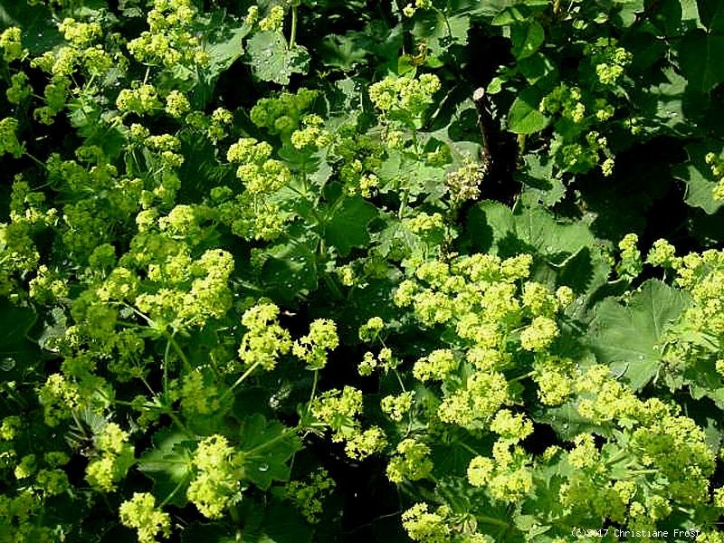 6 x Zierlicher Frauenmantel - kleinere, kompaktere Art - Tb 9