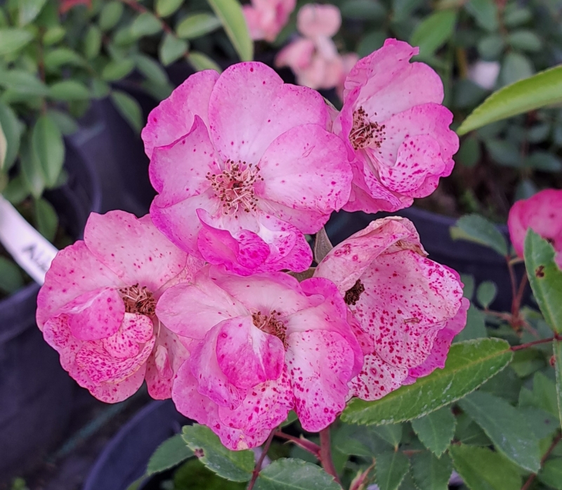 Moschata-Rose Alden Biesen ®  Lengrati ®  Lens 1996 - Co. 5 L