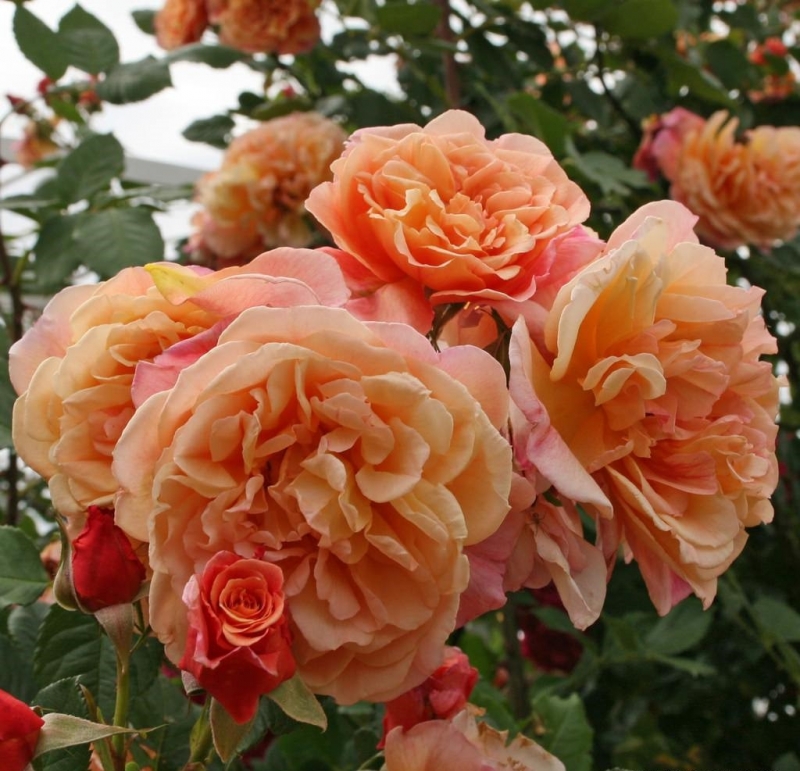 Kletterrose  Aloha ® ,  Kowerug ® Kordes 2003 - Wurzelware