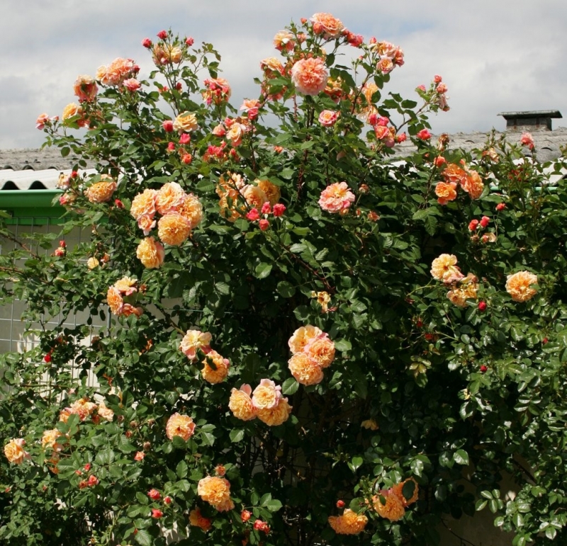 Kletterrose  Aloha ® ,  Kowerug ® Kordes 2003 - Wurzelware