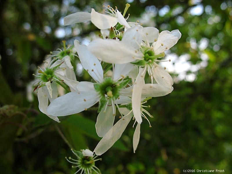 Säulen-Felsenbirne Rainbow Pillar ® , 60 - 80 cm, Co. 5 L