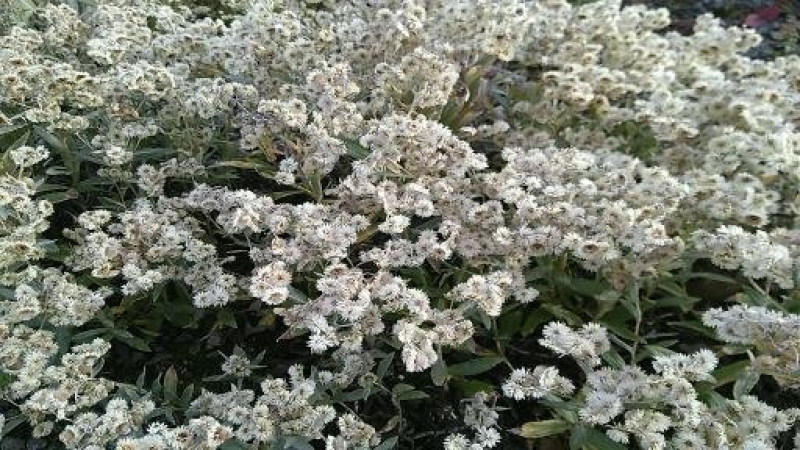 Perlkörbchen Silberregen - Herbstblüher - Co. 2 L