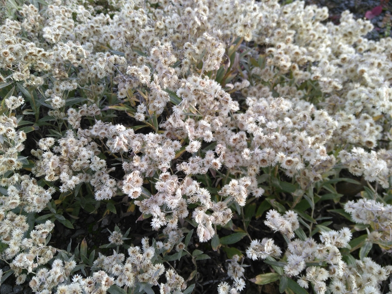Perlkörbchen Silberregen - Herbstblüher - Co. 2 L