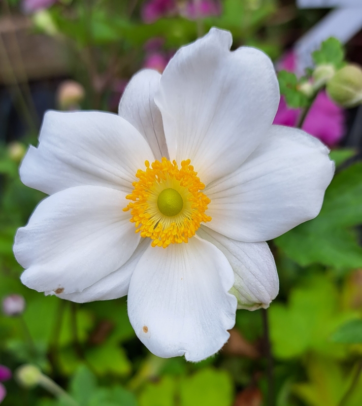 4 x Anemone Honorine Jobert , reinweiß , Spätblüher , Tb 9